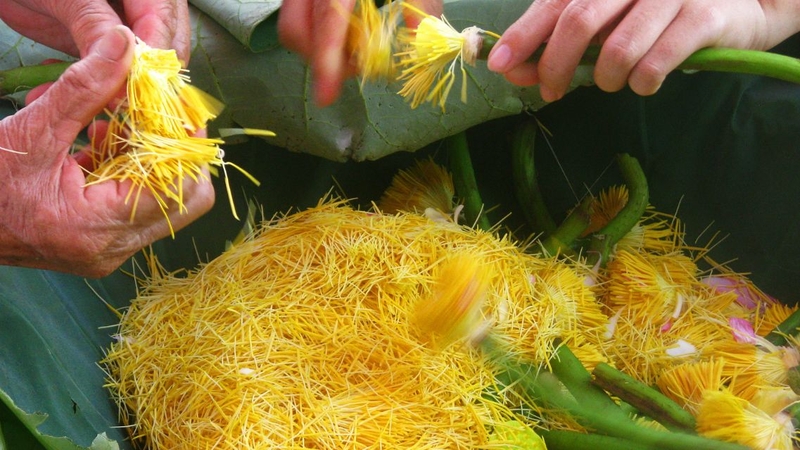 Nhị sen cũng thường được dùng để sấy khô, làm trà, rất tốt cho sức khỏe