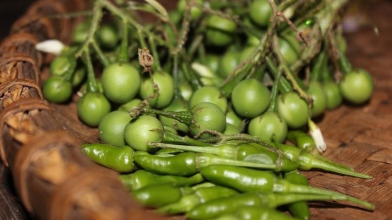 Cà đắng được người dân sử dụng vừa như món ăn, vừa như vị thuốc