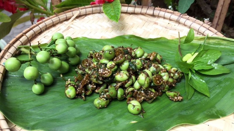 Cà đắng được người đồng bào dân tộc dùng như một loại cây thuốc