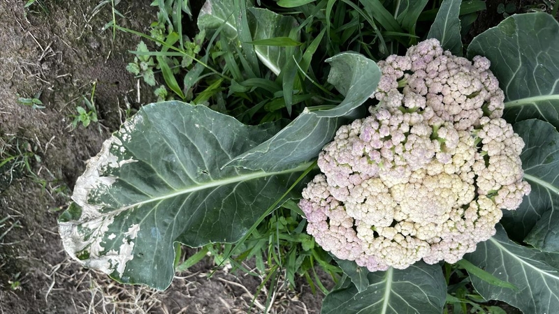 Bạn nên quan sát tổng thể kỹ càng để mua được súp lơ tươi ngon, an toàn