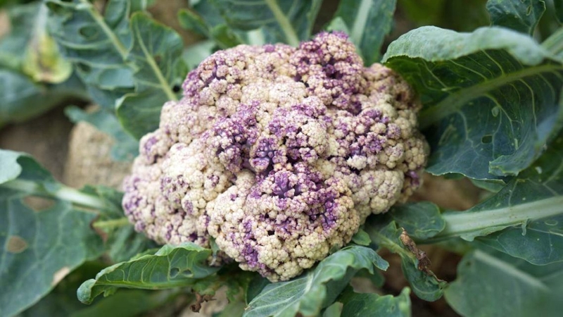 Súp lơ trắng bị tím có thể do nhiều nguyên nhân khác nhau