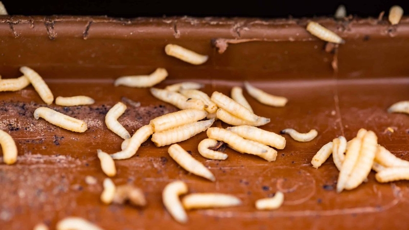 Nhiều người lo lắng muốn biết ăn phải giòi có sao không