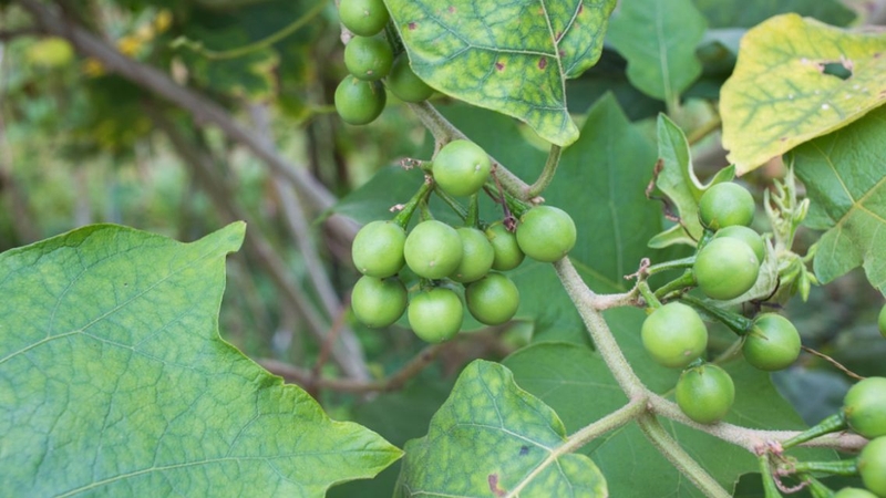 Cây cà đắng mọc nhiều ở vùng núi cao của nước ta