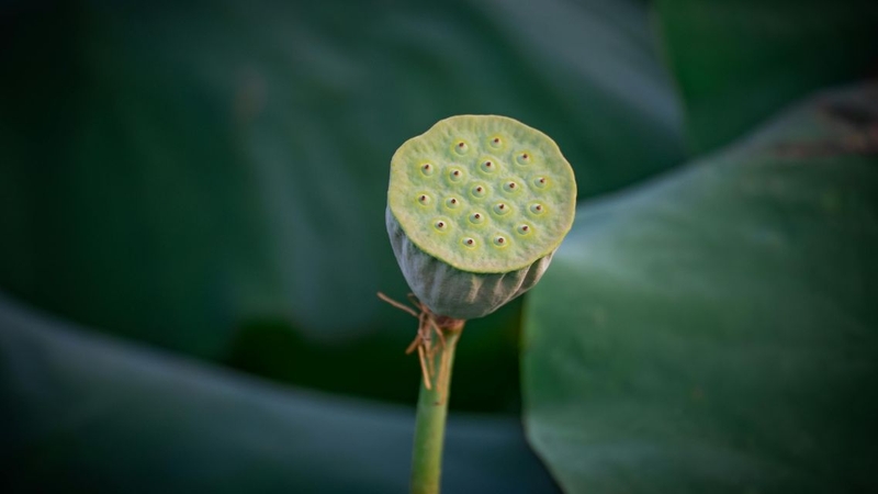 Hạt sen được hình thành từ bầu nhụy của hoa sen