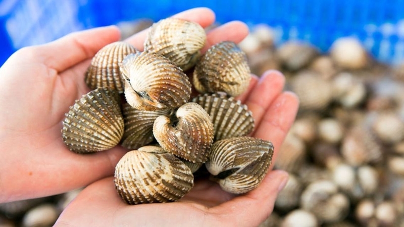 Chọn mua được sò huyết tươi ngon ngay từ đầu sẽ giúp bạn dễ dàng bảo quản