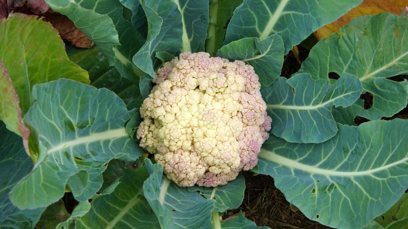 Rất dễ bắt gặp hiện tượng cây súp lơ trắng chuyển sang màu tím