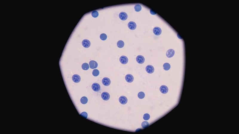 Hồng cầu lưới có vai trò quan trọng trong duy trì sự sống của tế bào