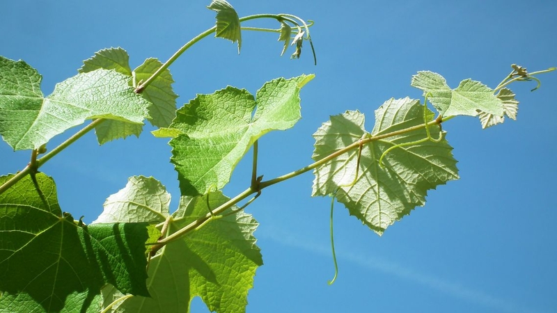 Không chỉ quả nho mà lá nho cũng mang đến nhiều lợi ích sức khỏe