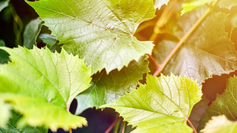 Nhiều người sẽ bất ngờ khi biết hết các công dụng của lá nho