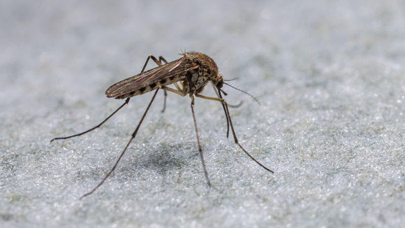 Muỗi là vật trung gian truyền bệnh nguy hiểm hàng đầu