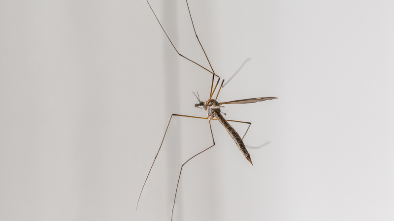 Muỗi chân dài ưa thích các môi trường sống có độ ẩm cao, rậm rạp
