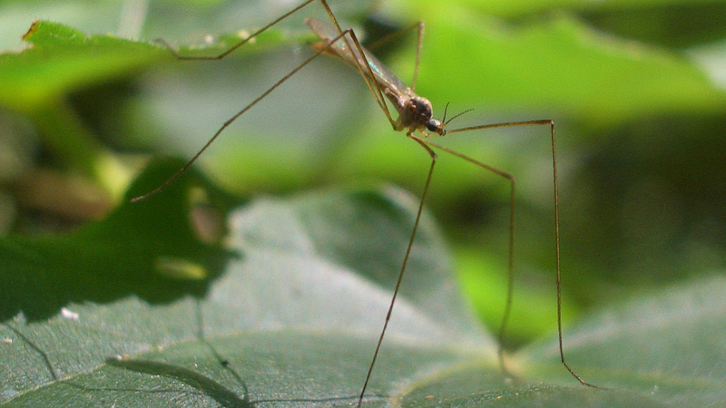 Vết đốt của muỗi có thể gây sưng đỏ và ngứa ngáy