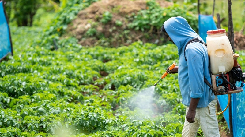 Cần tuyệt đối tránh mua rau “ngậm” thuốc bảo vệ thực vật