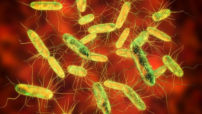 Triệu chứng và biến chứng do vi khuẩn Salmonella gây ra