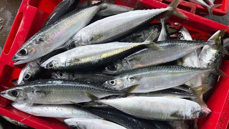 Đây là một loại hải sản giá rẻ nhưng giá trị dinh dưỡng cao