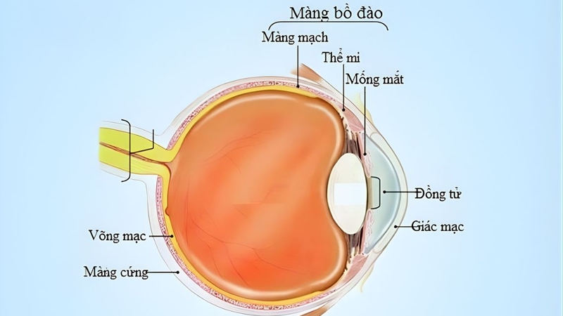 Cấu trúc màng bồ đào gồm có 3 bộ phận mống mắt, thể mi, màng mạch