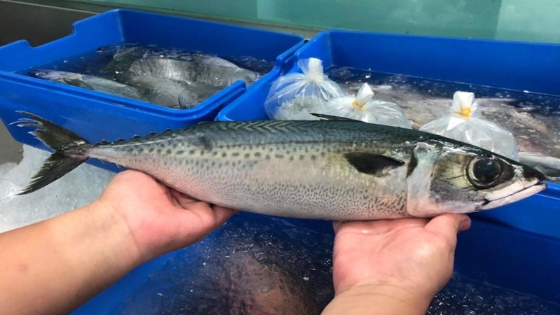 Cá nục bông là nguồn đạm lành mạnh, ít chất béo bão hòa, tốt cho sức khỏe